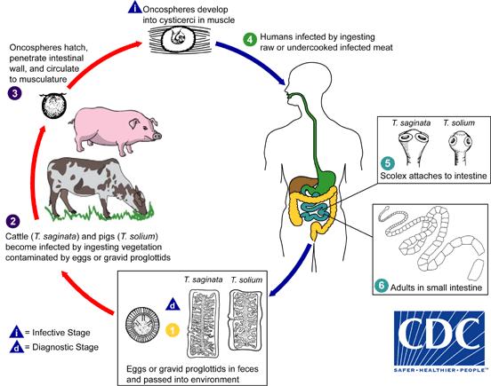 タエニア　TAENIA Taenia saginata | Johns Hopkins ABX Guide